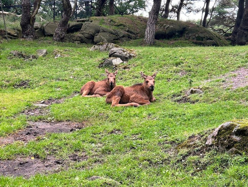 Two young moose calves with small antlers are resting on a grassy hill in a wooded area with rocks.