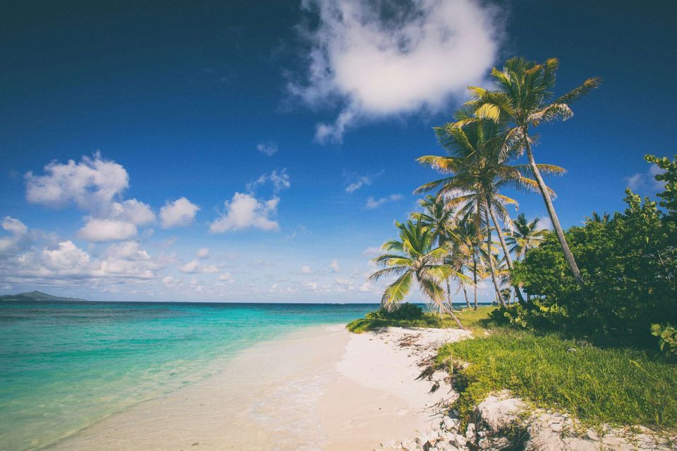 Des palmiers poussent au bord d'une plage de sable blanc, à côté d'une eau calme et turquoise sous un ciel bleu.