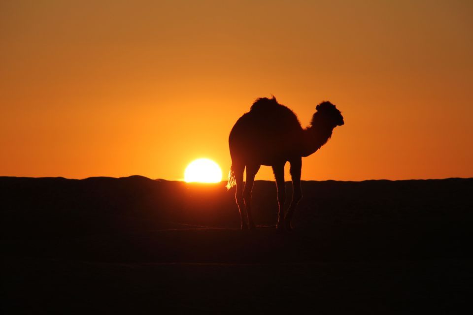 Ein Kamel steht als Silhouette vor der untergehenden Sonne in einer Wüstenlandschaft.