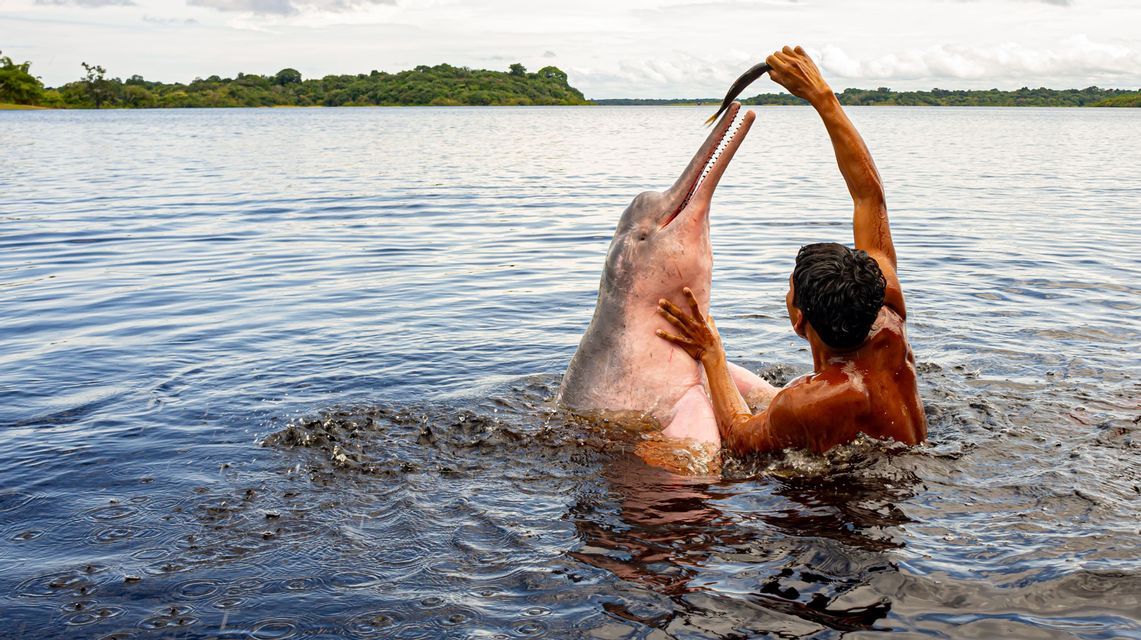 Una persona in un fiume offre un pesce a un delfino rosa che emerge dall'acqua.