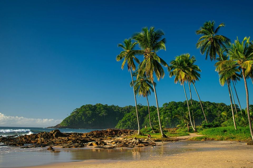 Alte palme crescono su una spiaggia sabbiosa e rocciosa accanto all'oceano, con una collina coperta da boschi sotto un cielo azzurro e limpido.
