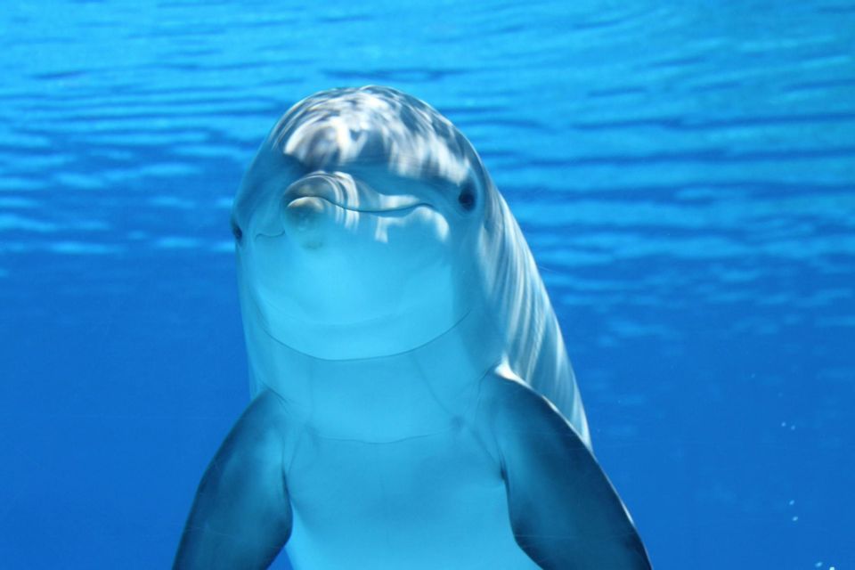 Un primo piano di un delfino che nuota appena sotto la superficie dell'acqua limpida e blu.