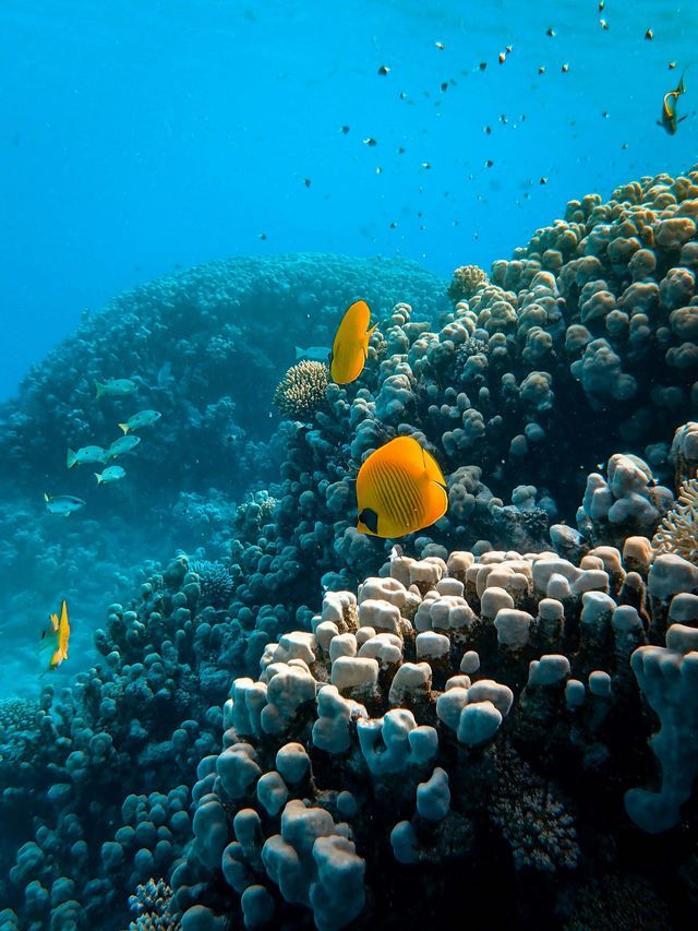 Una vista subacquea di pesci farfalla gialli che nuotano sopra una grande barriera corallina in acque blu profonde.
