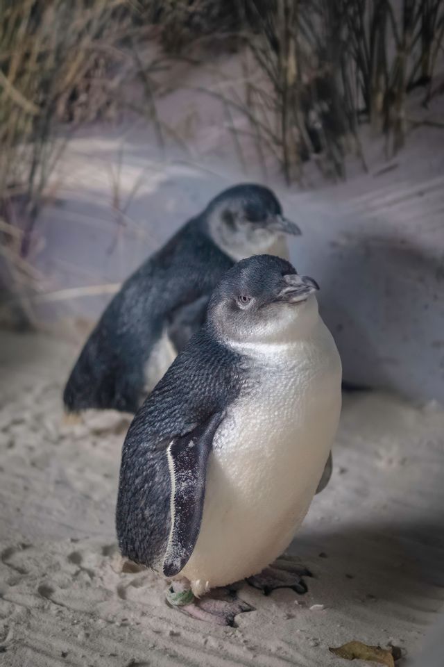 Un primo piano di un piccolo pinguino in piedi sulla sabbia, con un altro pinguino sfocato sullo sfondo.