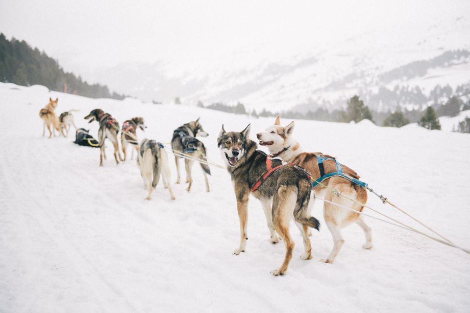 Una squadra di cani da slitta imbrigliati è allineata su un pendio innevato, con due in primo piano che guardano indietro.