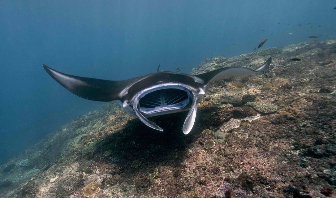 Una manta gigante nuota con la bocca spalancata, filtrando il cibo sopra una barriera corallina nell'oceano blu profondo.