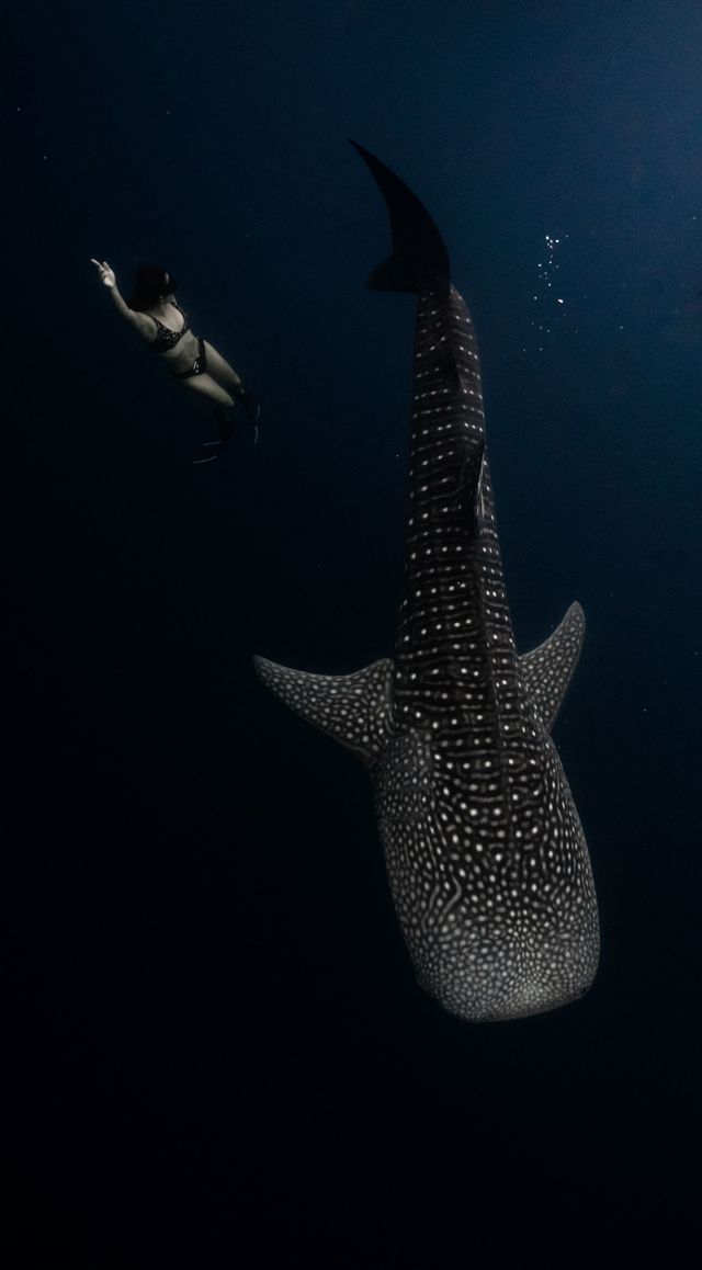 Vista aerea di una persona in bikini che nuota accanto a un grande squalo balena in acque blu profonde.