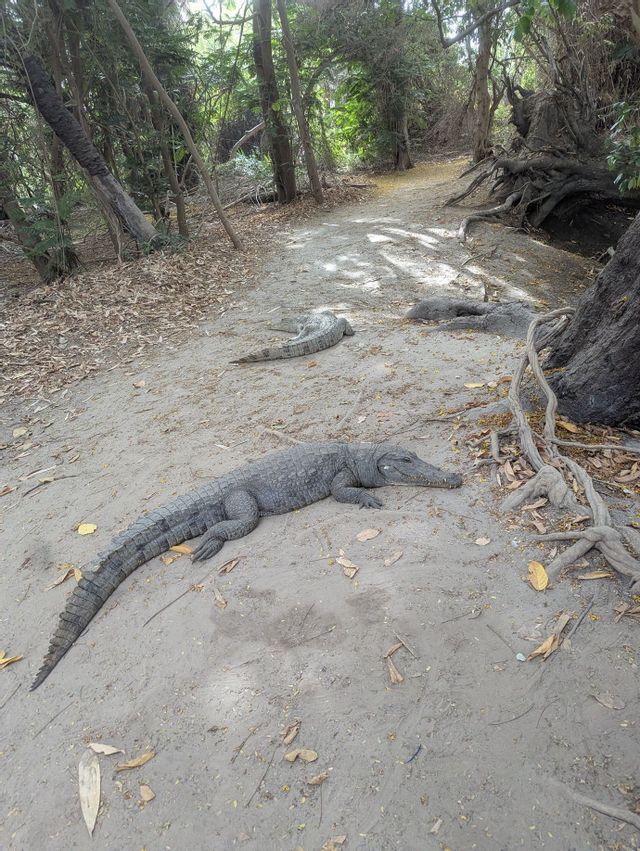 Tre grandi coccodrilli riposano su un sentiero sabbioso in una foresta, circondati da alberi e foglie cadute.