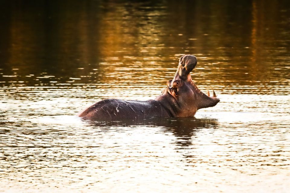 Un ippopotamo immerso in acqua illuminata d'oro con la bocca spalancata, che mostra le zanne.