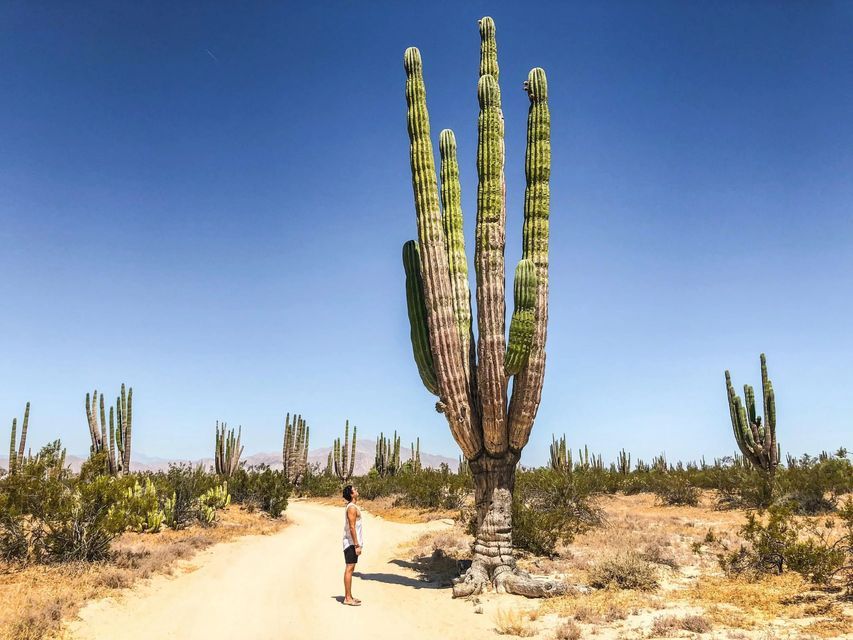 Una persona si trova su una strada sterrata, guardando un cactus gigante in un paesaggio desertico sotto un cielo azzurro.