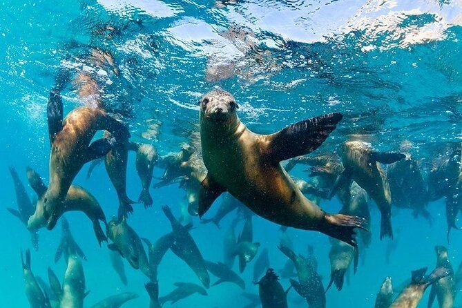 Un grande gruppo di leoni marini nuota insieme sott'acqua in acque limpide e blu, con uno in primo piano che guarda la macchina fotografica.