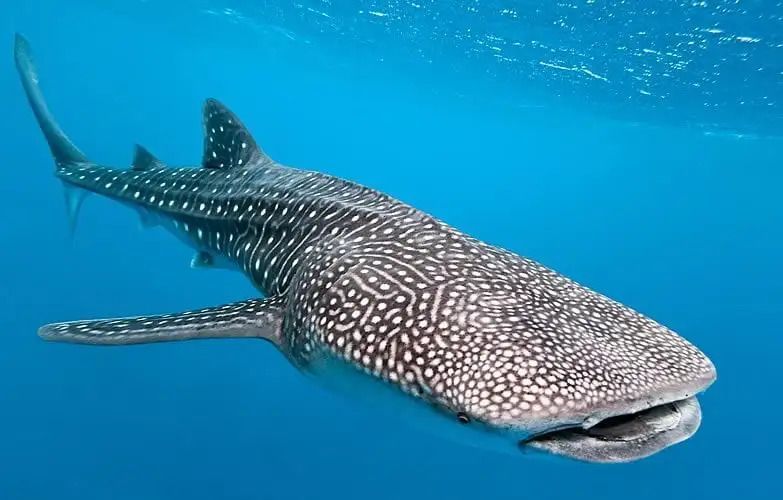 Un grande squalo balena con macchie bianche nuota appena sotto la superficie del limpido oceano blu.