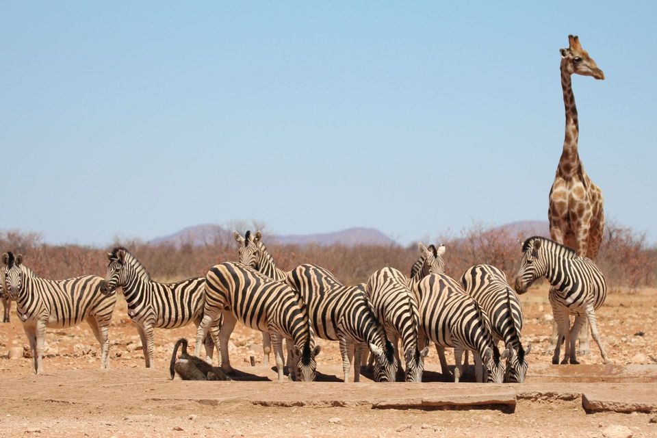 Eine Herde Zebras trinkt an einem Wasserloch, während eine große Giraffe in einer trockenen Savanne in der Nähe steht.