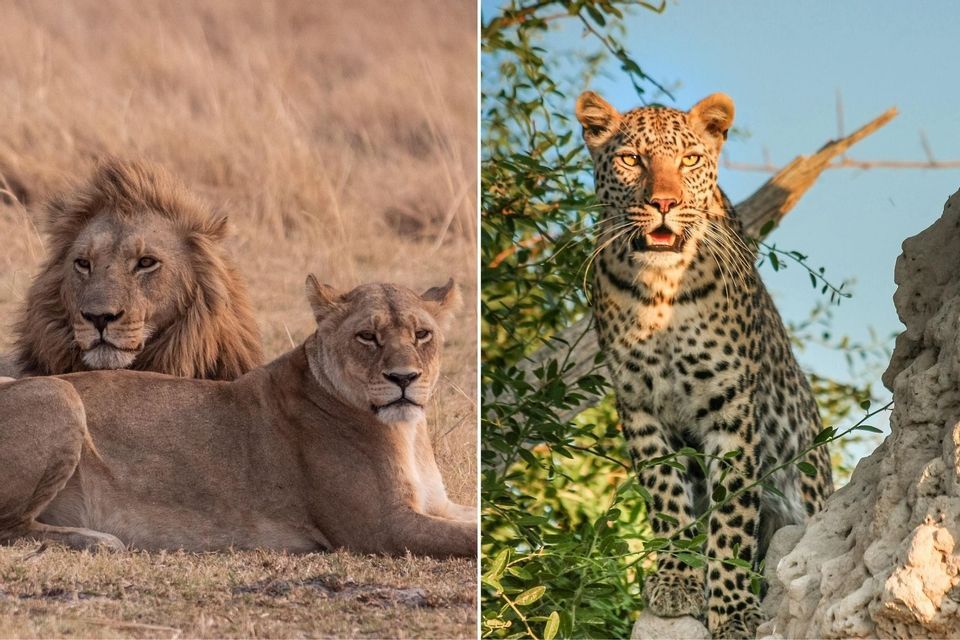 Ein geteiltes Bild, das links einen Löwen und eine Löwin im Gras und rechts einen Leoparden auf einem Baum zeigt.