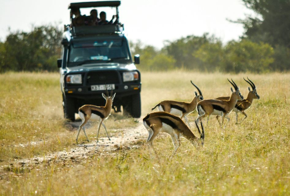 Eine WeRoad-Gruppenreise beobachtet eine Gazellenherde aus einem Safari-Jeep auf einer Schotterpiste in der Savanne.
