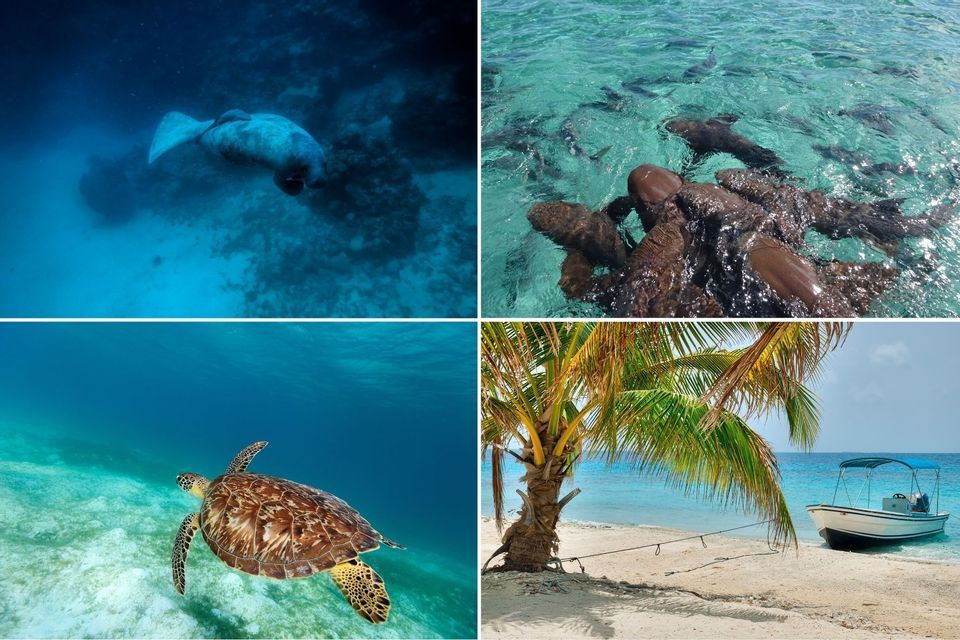 Eine vierteilige Collage mit einer Seekuh, Ammenhaien, einer Meeresschildkröte und einem Boot an einem tropischen Strand.