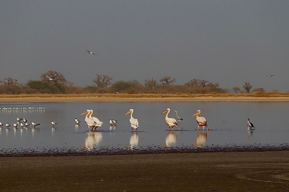 Pelikane und andere Wasservögel waten in einer seichten Lagune, mit Baobab-Bäumen am gegenüberliegenden Ufer.
