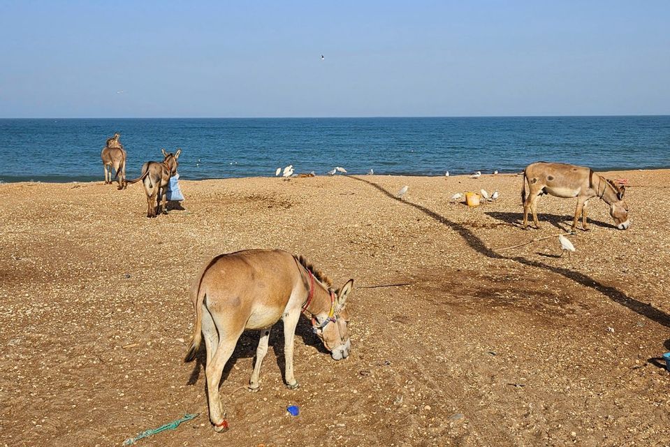 Eine Gruppe Esel und weißer Vögel steht an einem Kiesstrand neben dem ruhigen blauen Meer.