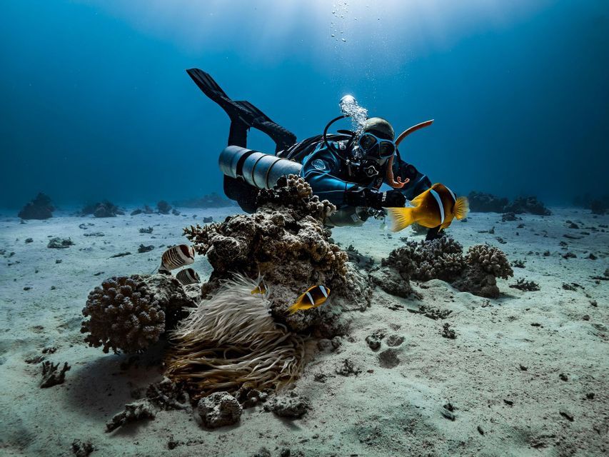 Un buzo con equipo completo nada cerca del fondo marino, observando varios peces payaso junto a un arrecife de coral y una anémona de mar.