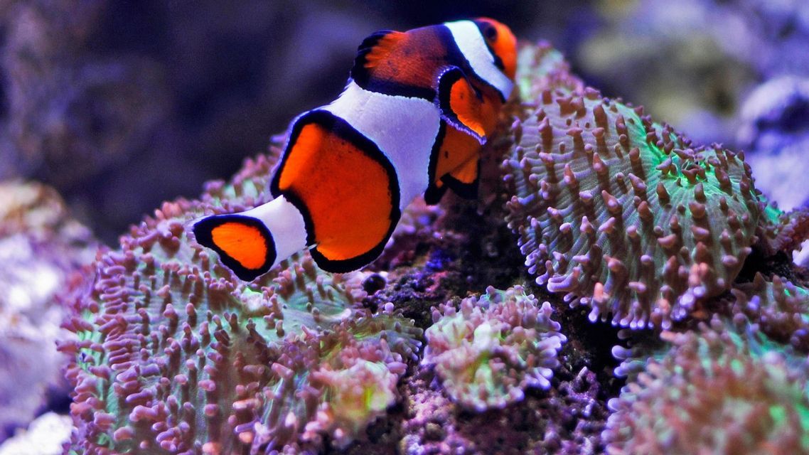 Un primer plano de un pez payaso naranja y blanco nadando sobre una anémona de mar texturizada de color púrpura y verde.