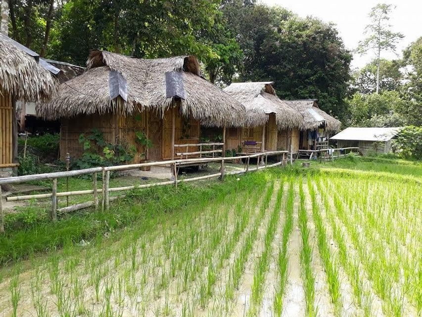Une rangée de cabanes en bambou aux toits de chaume se dresse à côté d'un champ de riz vert avec une forêt en arrière-plan.