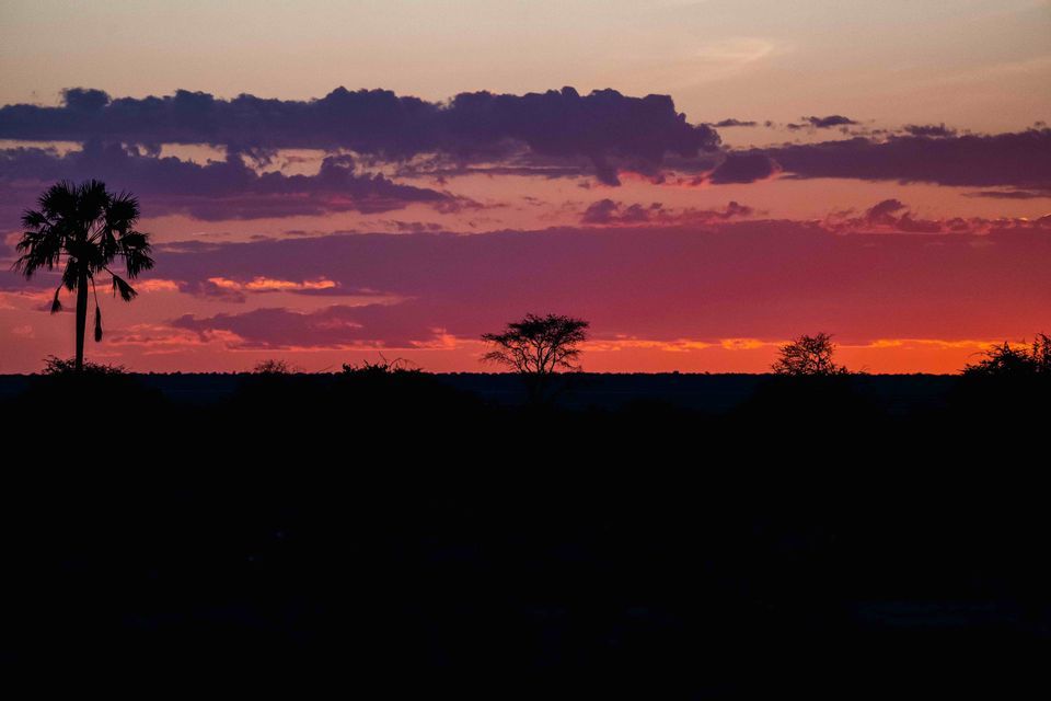 Una palma e altri alberi sono stagliati contro un tramonto vibrante con nuvole viola e rosse.
