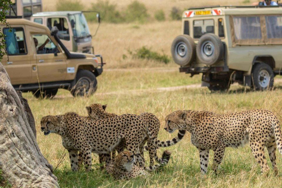 Una coalizione di ghepardi riposa nell'erba alta di una savana mentre le jeep safari di un viaggio di gruppo WeRoad osservano dallo sfondo.