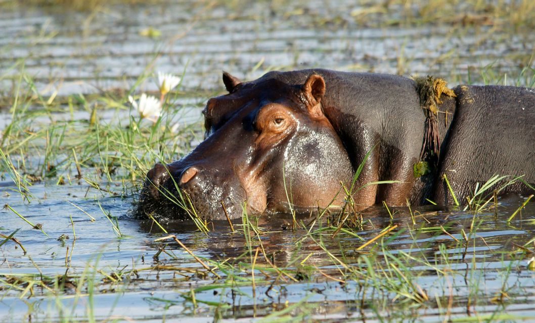 Un grande ippopotamo riposa in uno specchio d'acqua poco profondo, circondato da alte canne verdi e fiori bianchi.