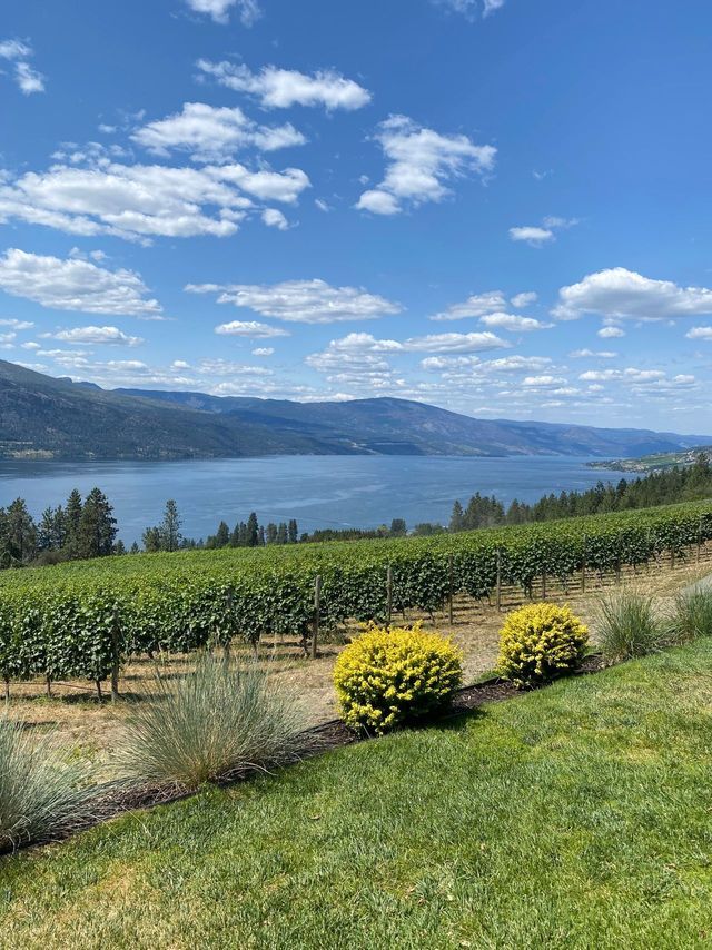 Un vignoble sur une colline, avec vue sur un grand lac et des montagnes lointaines, sous un ciel bleu et nuageux.