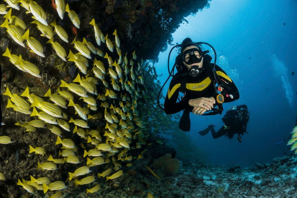 A WeRoad group trip of scuba divers swims next to a large school of yellow fish along a coral reef.