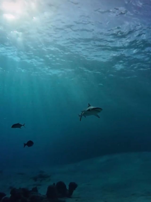 An underwater view of a shark and two smaller fish swimming in blue water with sunlight filtering from the surface.