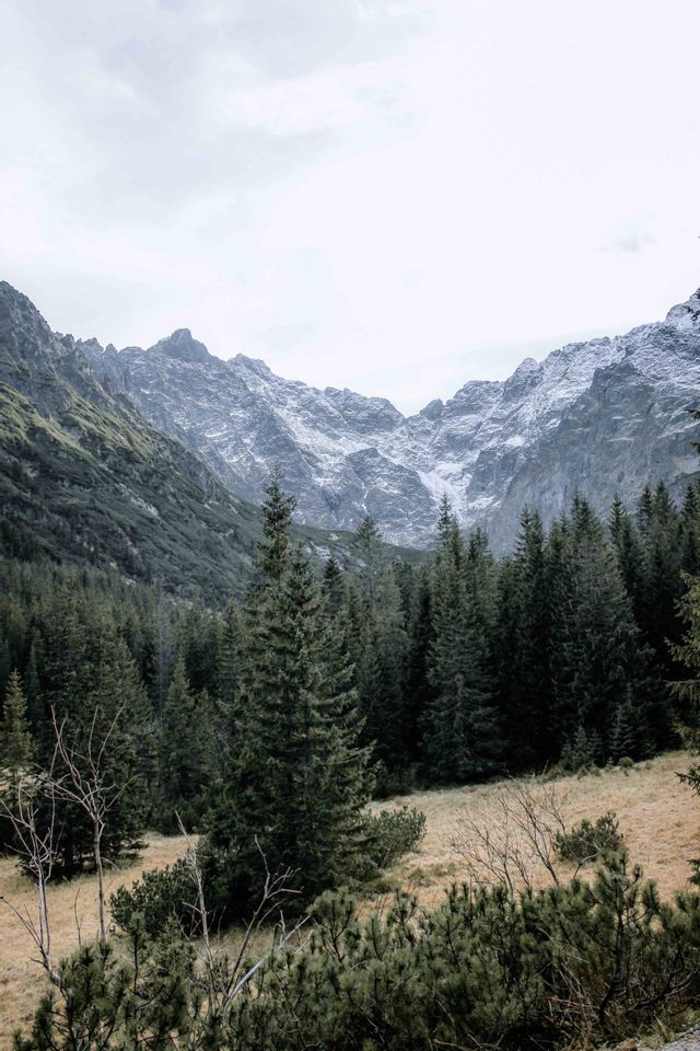 Une forêt dense de pins sur une pente herbeuse avec des montagnes rocheuses enneigées en arrière-plan sous un ciel nuageux.