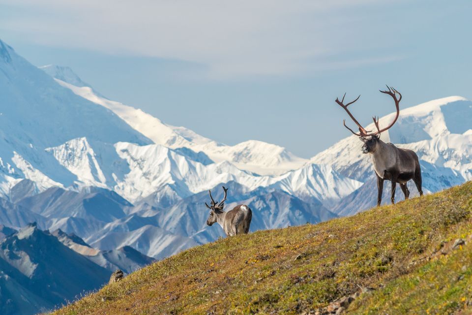 Due caribù con grandi palchi si ergono su un fianco di collina erboso con una catena montuosa innevata sullo sfondo.