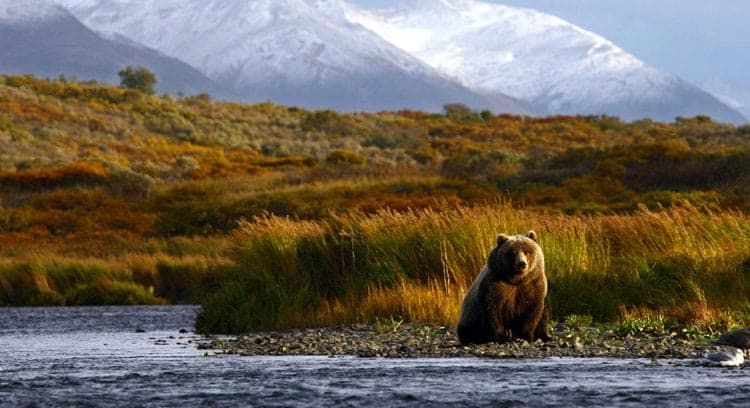 Un orso bruno siede su una sponda del fiume con un paesaggio autunnale e montagne innevate sullo sfondo.