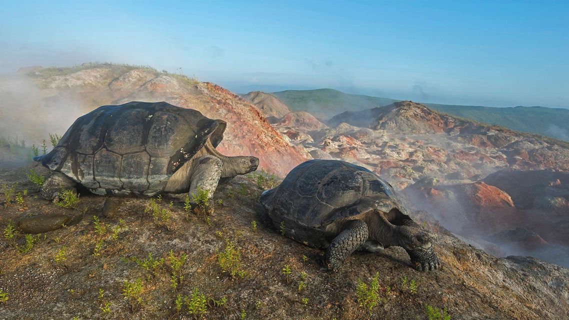 Dos tortugas gigantes en una ladera volcánica brumosa con vistas a un paisaje accidentado y montañoso bajo un cielo azul claro.
