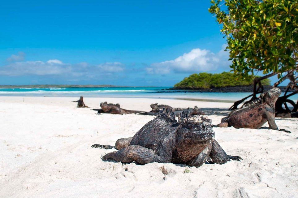 Varias iguanas marinas descansan en una playa de arena blanca junto a un océano turquesa bajo un cielo azul brillante.