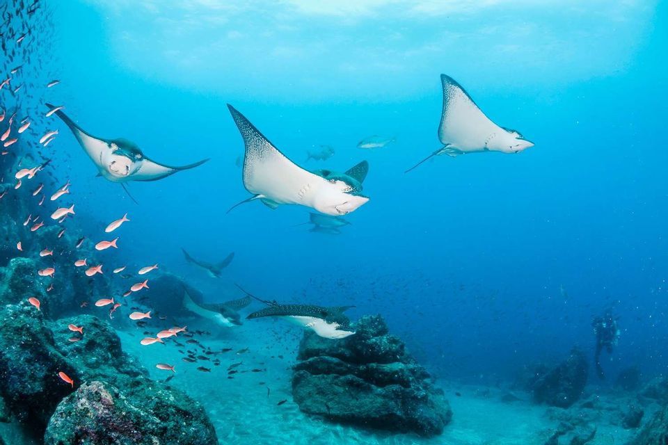 Un grupo de rayas águila moteadas nada en aguas azules claras sobre un lecho marino rocoso, con bancos de peces y un buzo cerca.