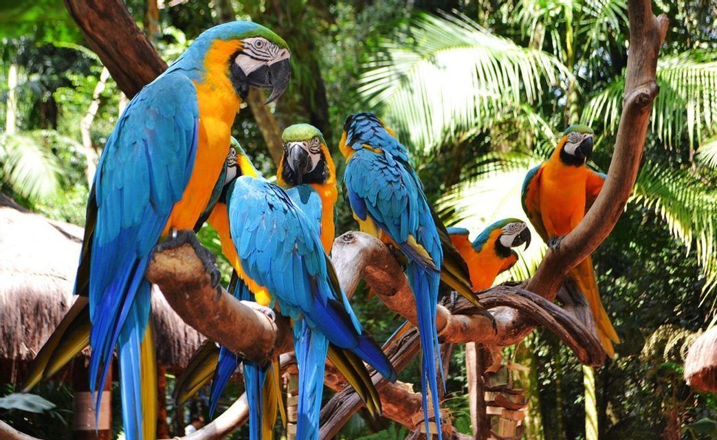 Un gruppo di are blu e gialle appollaiate sui rami degli alberi di fronte a una giungla rigogliosa.