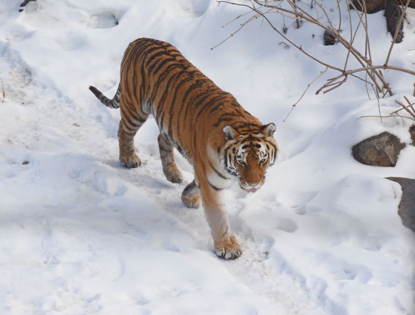 Un gran tigre camina hacia la cámara a través de un paisaje nevado con la lengua ligeramente afuera.