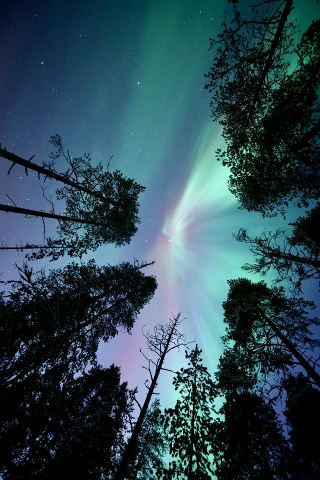 Vista dal basso dell'Aurora Boreale verde e viola che risplende in un cielo stellato sopra pini in silhouette.