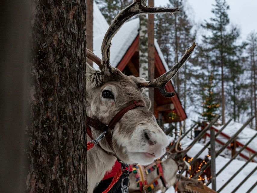 Un primo piano di una renna con l'imbracatura che fa capolino da dietro un tronco d'albero in una foresta innevata.