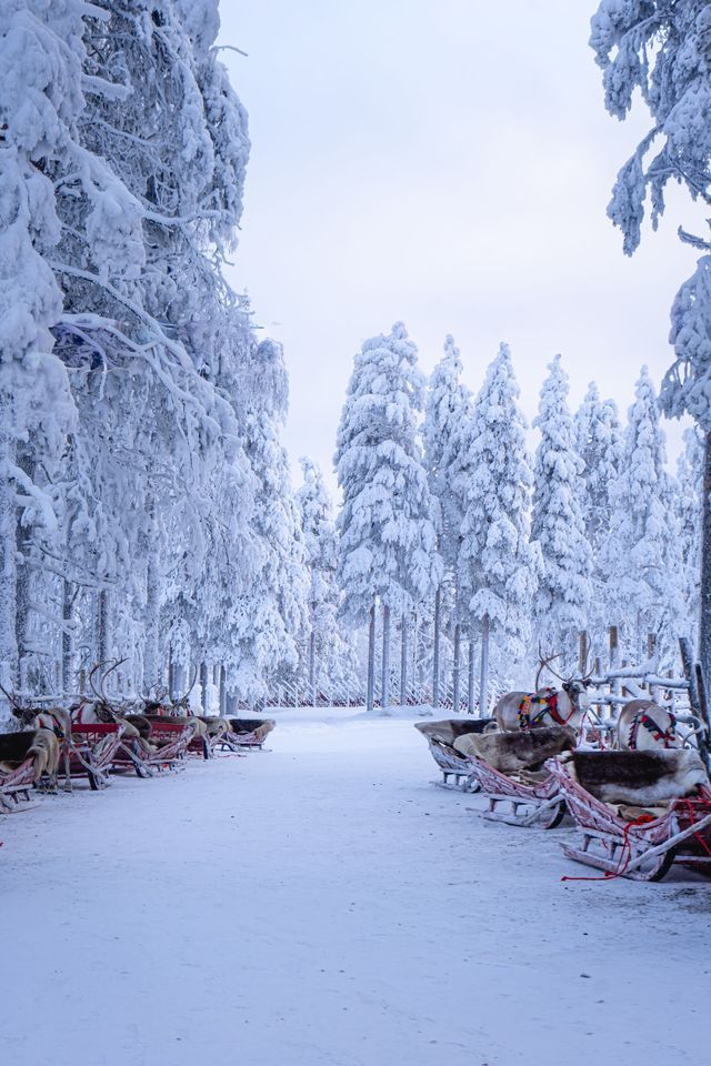 Renne imbrigliate alle slitte sono allineate su un sentiero innevato in una foresta di alti pini coperti di neve.