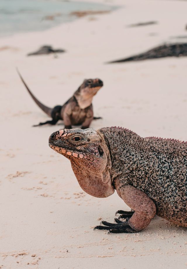 Rock iguanas on the beach of a cay in the Bahamas