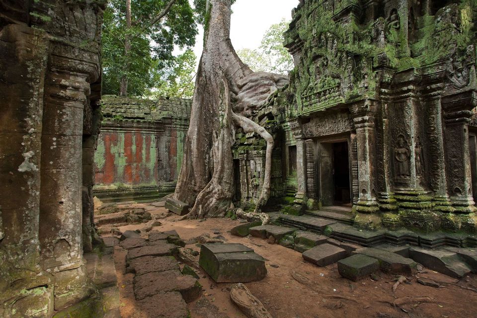 Un grande albero con radici prominenti cresce sulle mura ricoperte di muschio di un'antica rovina di tempio in pietra nella giungla.