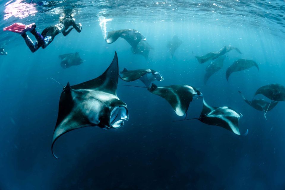 A person snorkeling at the surface watches a large school of manta rays swimming below in deep blue water.