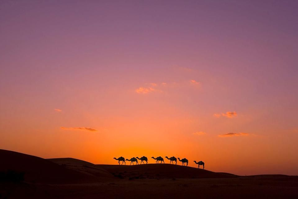 A caravan of seven camels silhouetted on a sand dune, walking against a purple and orange sunset sky.