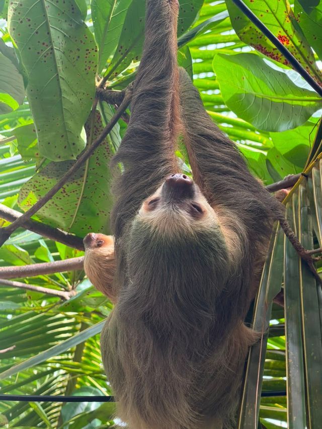 Sloth in the rainforest A sloth hanging from a branch in the Costa Rican rainforest