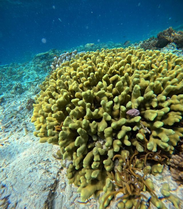 Coral reef Coral reef in clear water, perfect for snorkeling