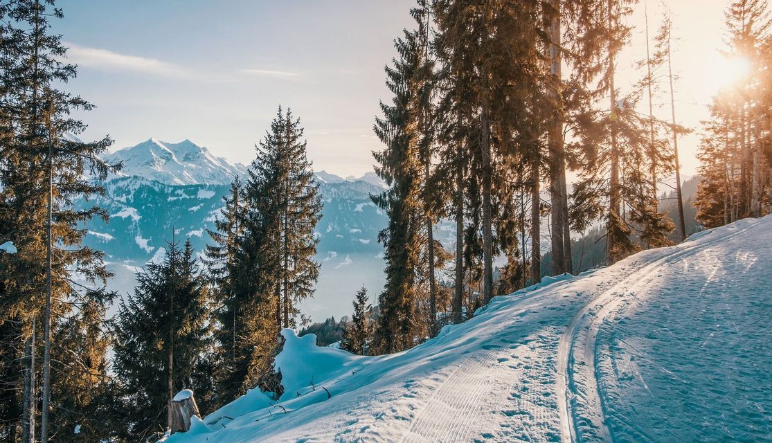 Ein schneebedeckter Pfad schlängelt sich durch einen Kiefernwald an einem Berghang, mit schneebedeckten Gipfeln im Hintergrund unter einer strahlenden Sonne.