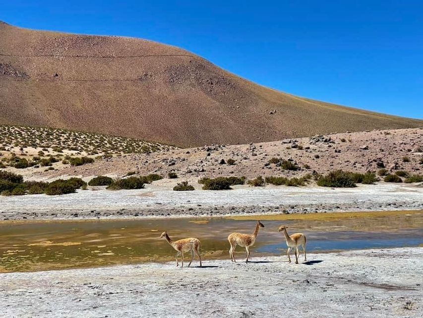 Three vicuñas stand beside a small pond in a dry, hilly landscape under a clear blue sky.